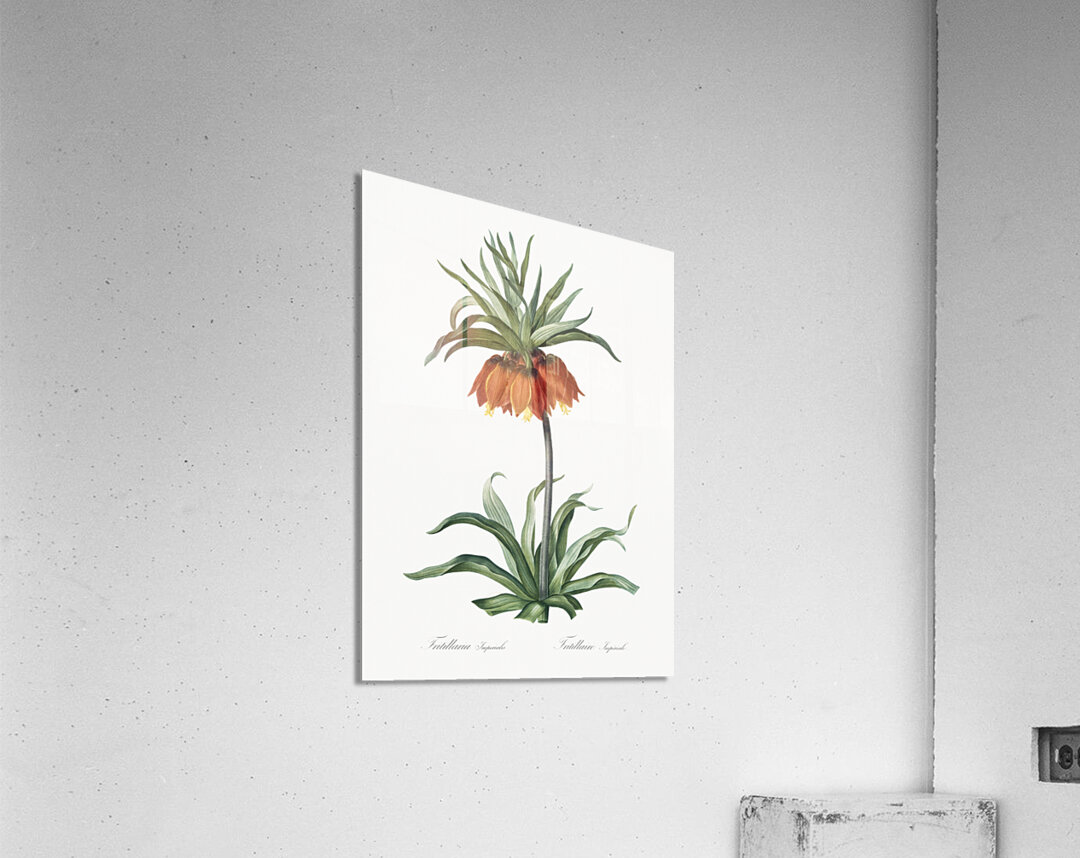 Fritillaries illustration  Acrylic Print
