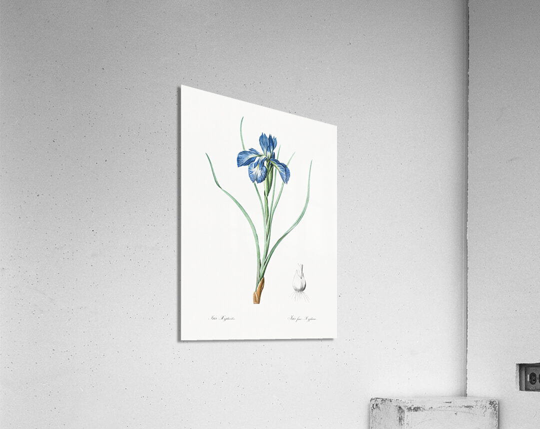 Lris xyphioides llustration  Acrylic Print