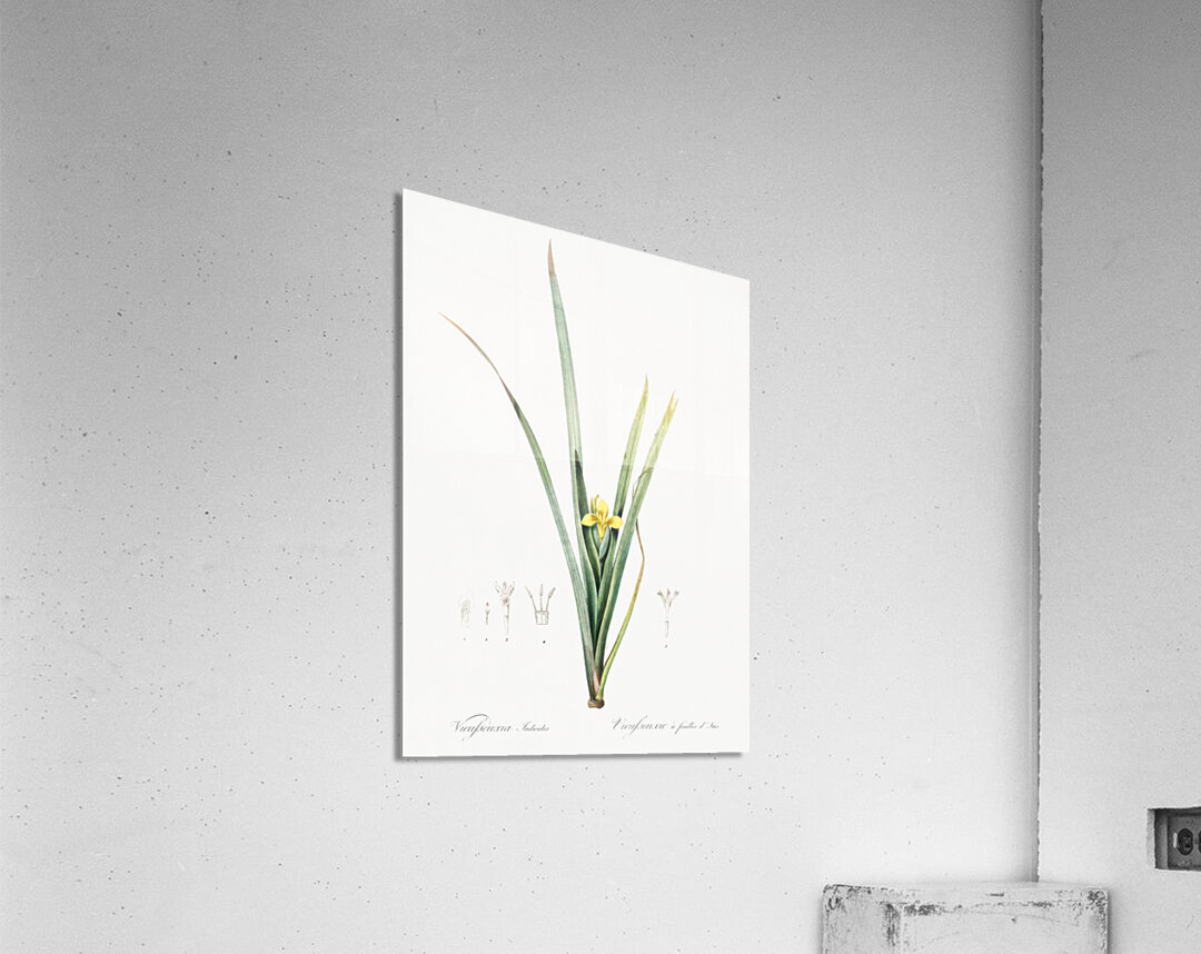 Yellow iris illustration  Acrylic Print