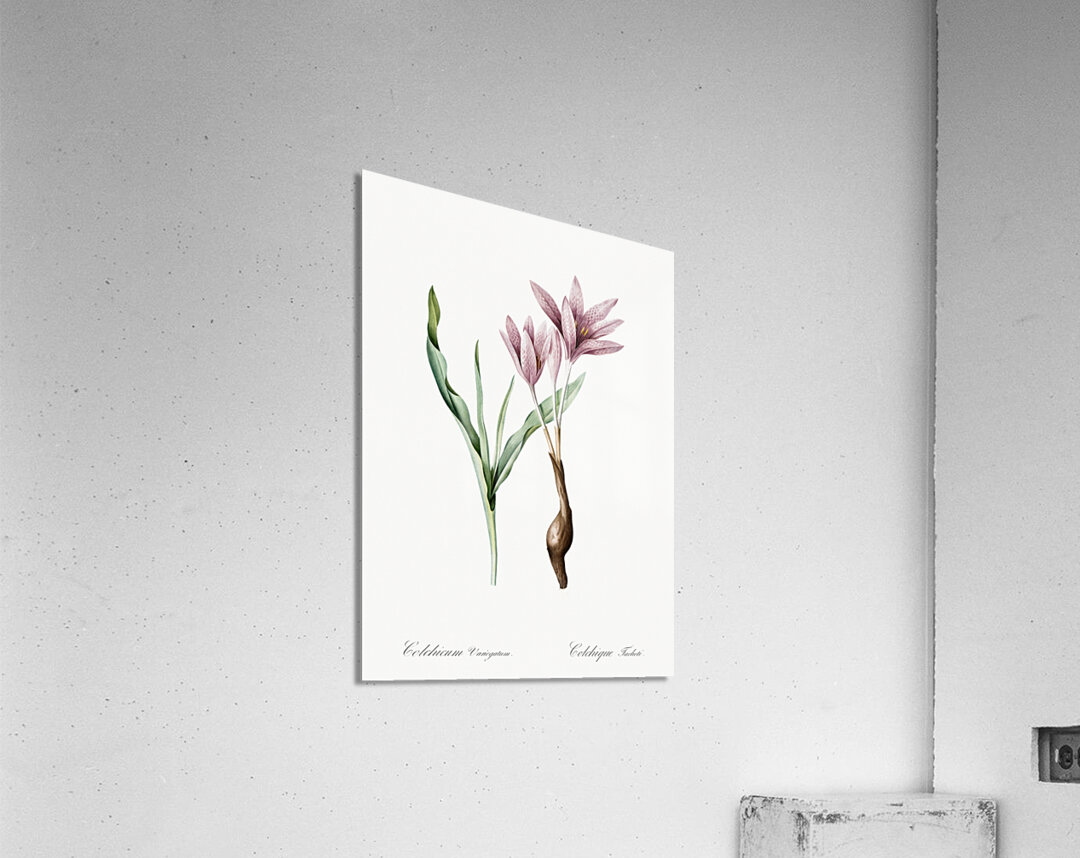 Autumn crocus illustration  Acrylic Print