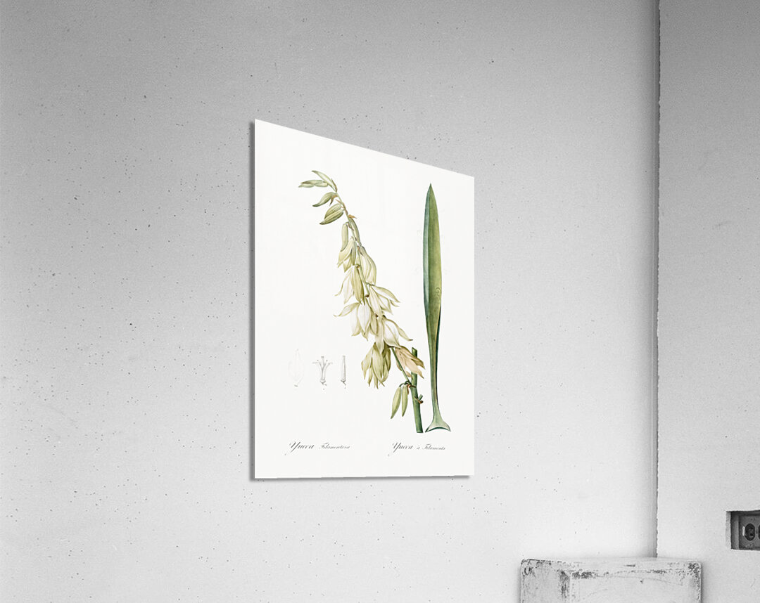 Adam & needle illustration  Acrylic Print