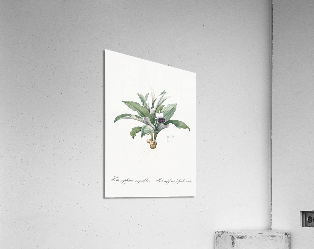Kaempferia angustifolia illustration  Acrylic Print