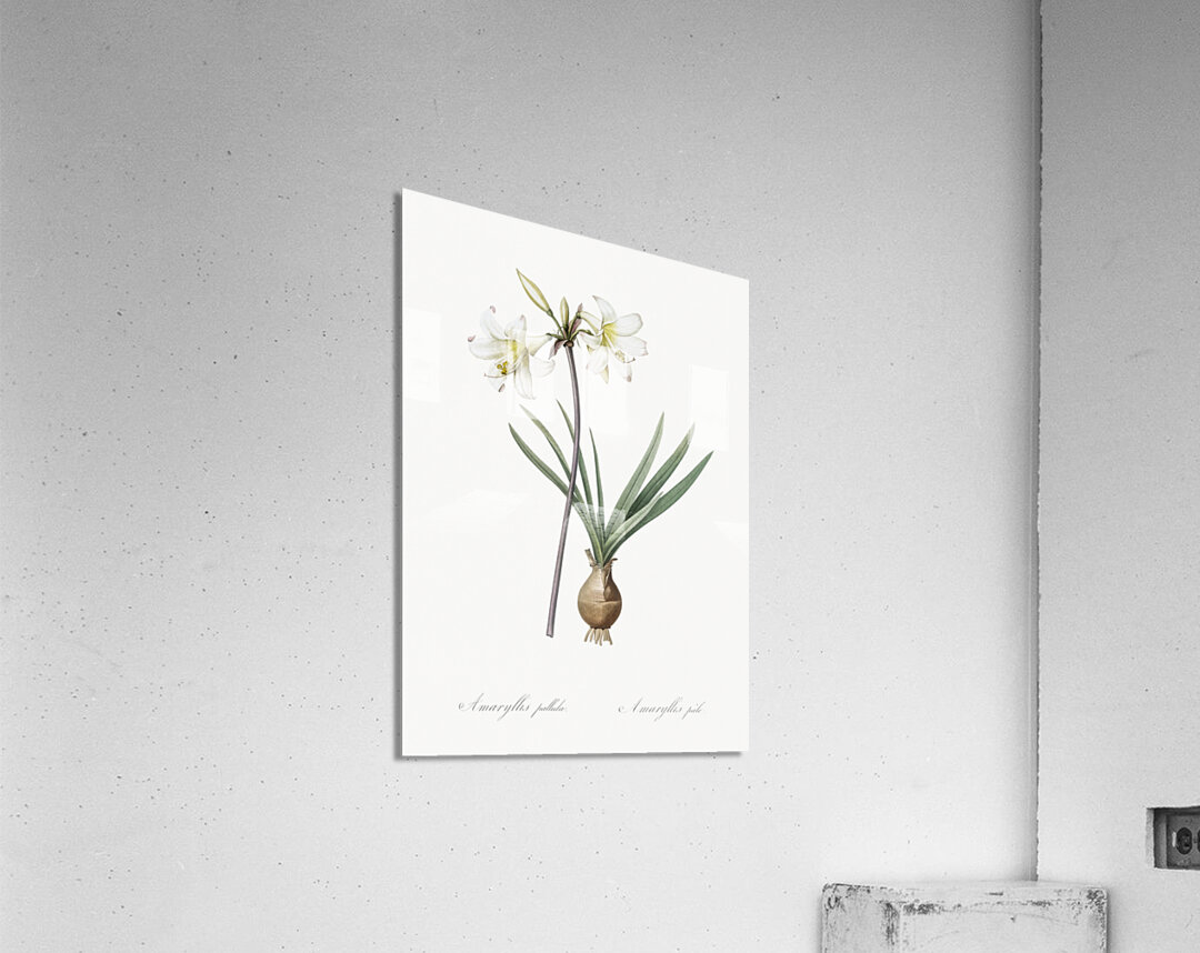 Belladonna lily illustration  Acrylic Print