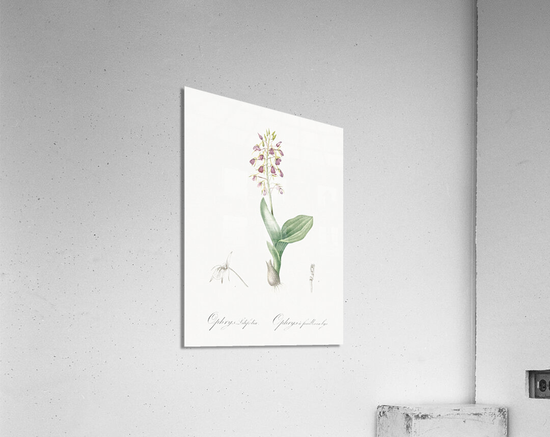 Brown widelip orchid illustration  Acrylic Print