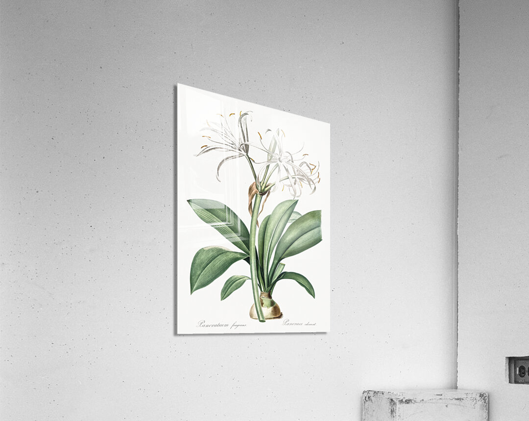 Spider lily illustration  Acrylic Print