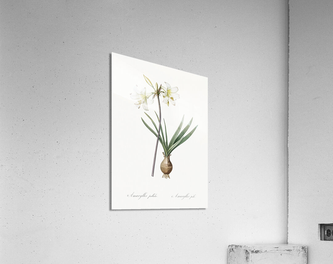 Belladonna lily illustration  Acrylic Print