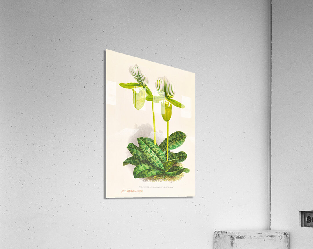 Cypripedium lawrenceanum var hyeanum Acrylic Print