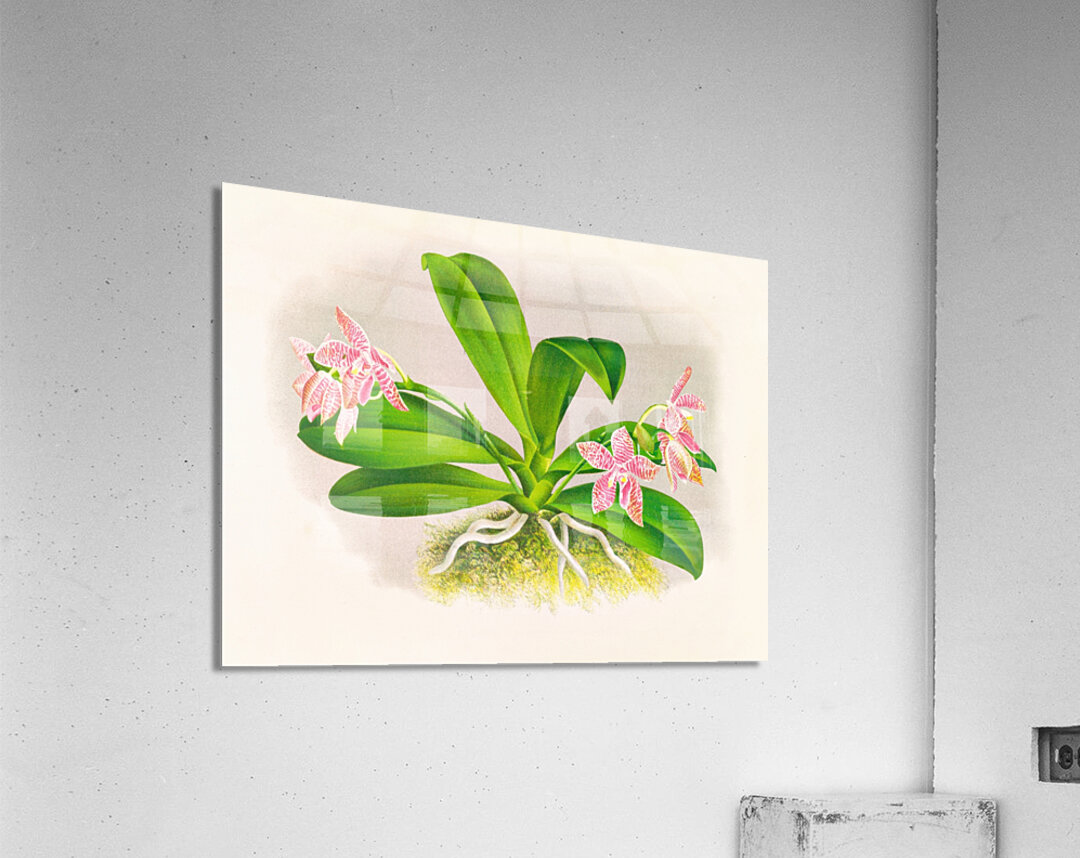 Phalaenopsis luddemanniana Acrylic Print