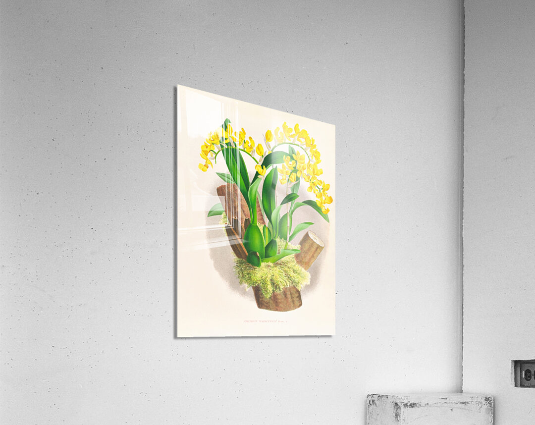 Oncidium warscewiczi Acrylic Print