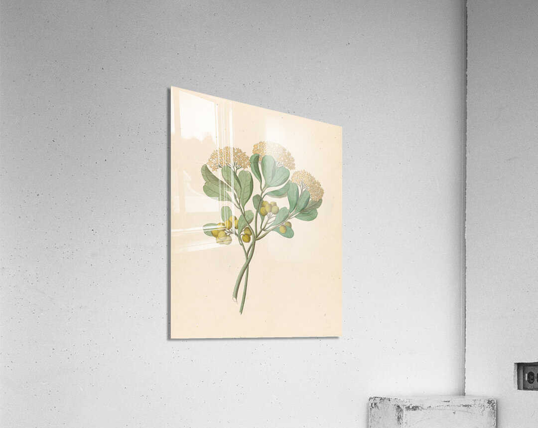 Pentandria Mon. [Pittosporum viridiflorum] 1817 Acrylic Print