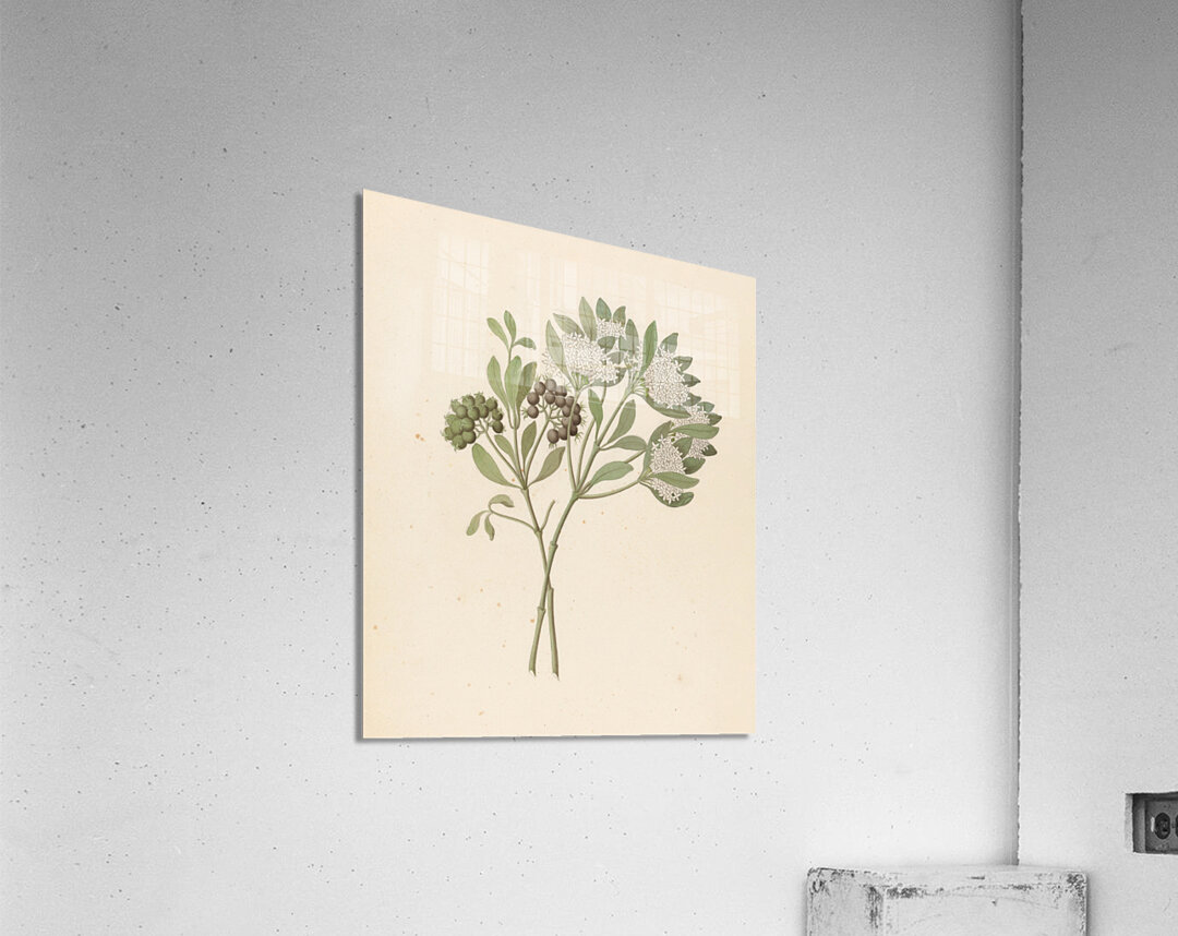 Pavetta caffra [Pavetta lanceolata] 1817 Acrylic Print