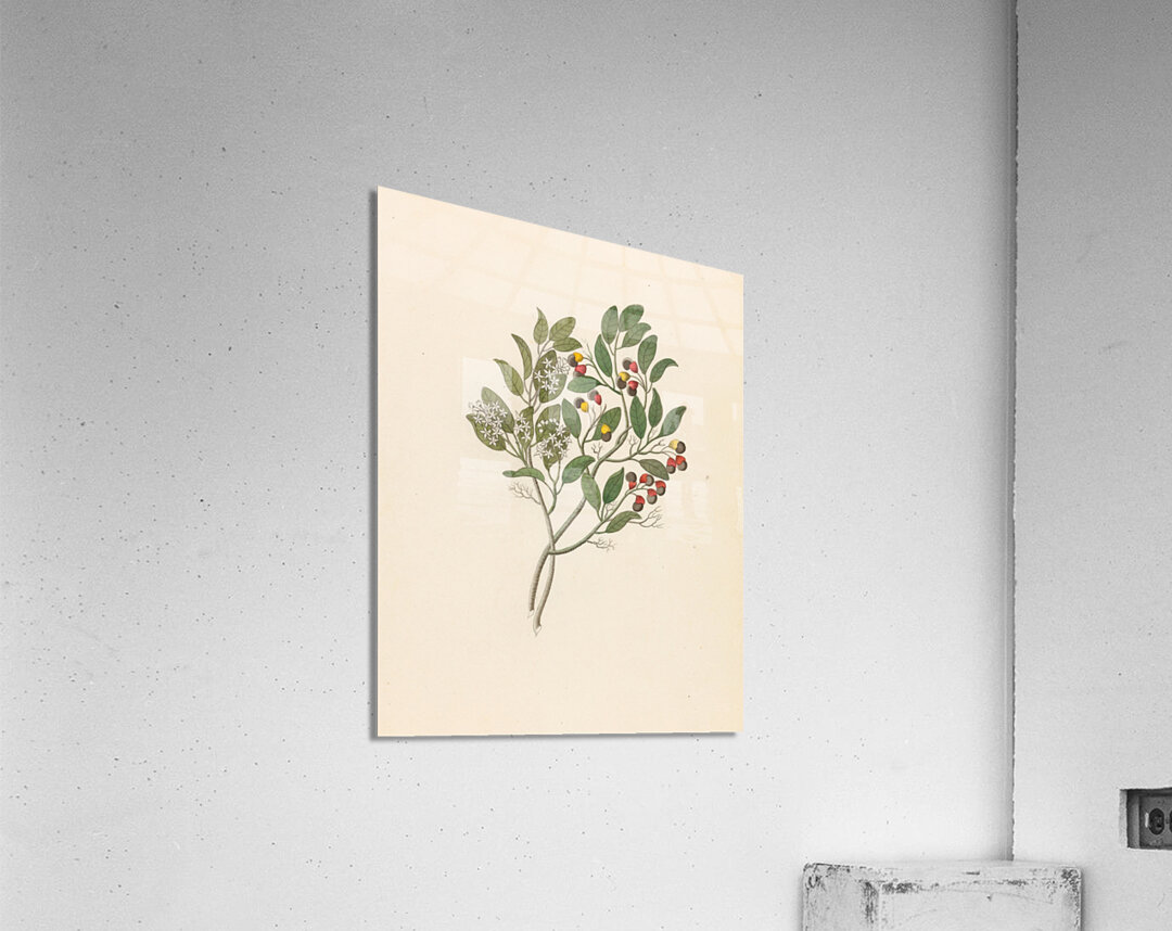 Celastrus [Apodytes dimidiata] 1817 Acrylic Print