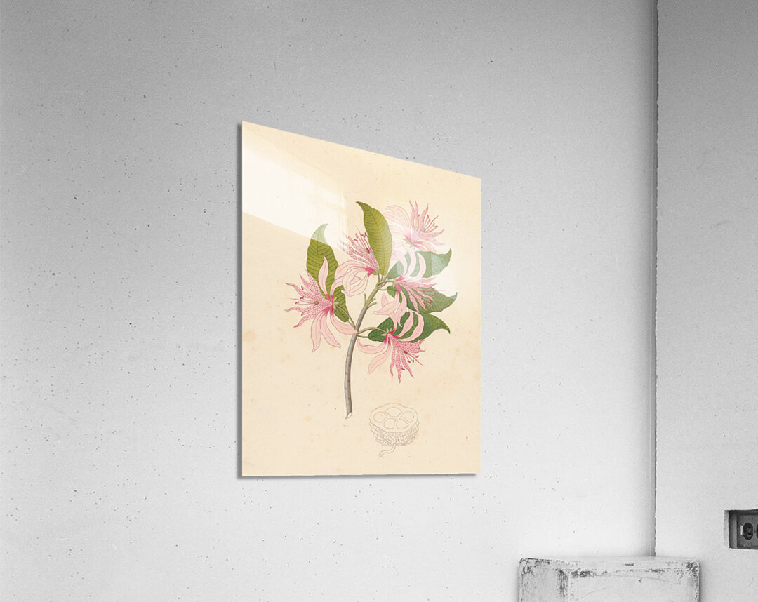 Calodendrum capense 1817 Acrylic Print