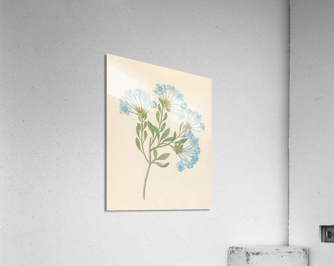 Plombago capensis [Plumbago auriculata] 1817 Acrylic Print