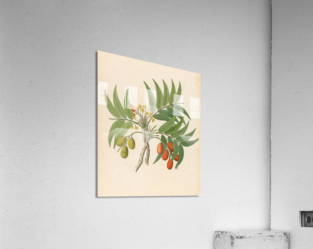 Decandria Mon. [Harpephyllum caffrum] 1817 Acrylic Print