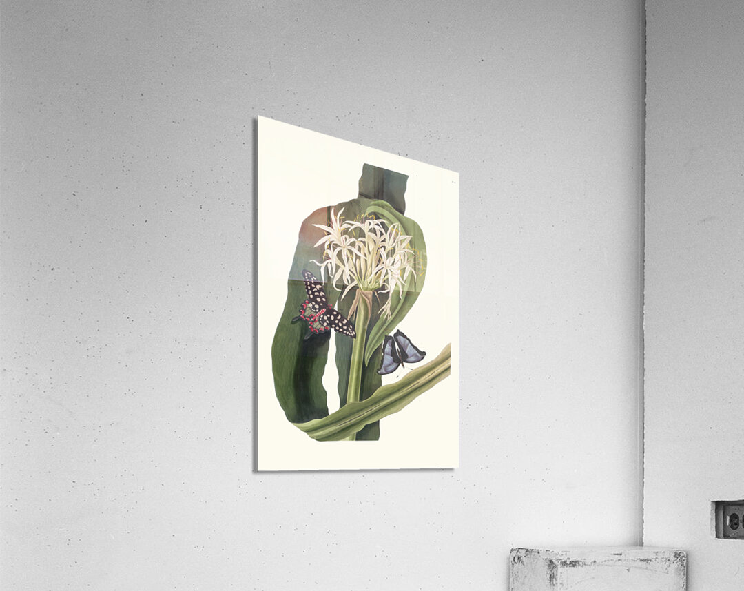 Crinum Pedunculatum. [River Lily] 1834 Acrylic Print