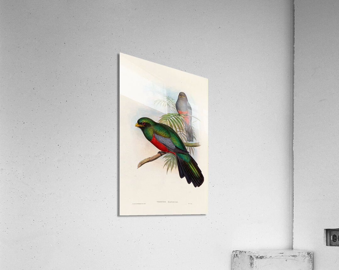 John Gould trogons 020 Acrylic Print