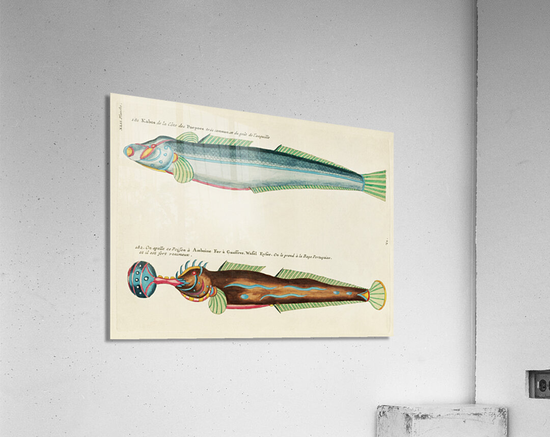 Colourful and surreal illustrations of fishes found in Moluccas Indonesia and the East Indies by Louis Renard 1678 -1746 from Histoire naturelle des plus rares curiositez de la mer des Indes 1754. Acrylic Print