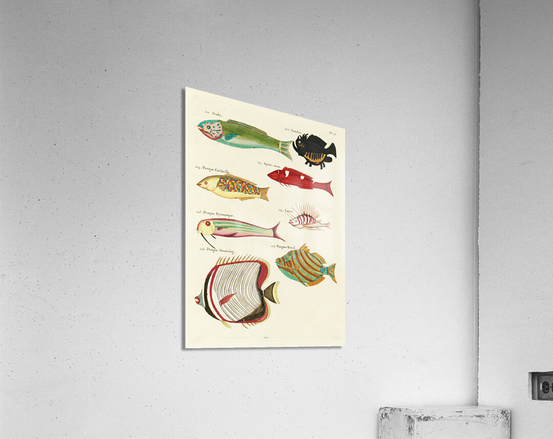 Colourful and surreal illustrations of fishes found in Moluccas Indonesia and the East Indies by Louis Renard 1678 -1746 from Histoire naturelle des plus rares curiositez de la mer des Indes 1754. Acrylic Print