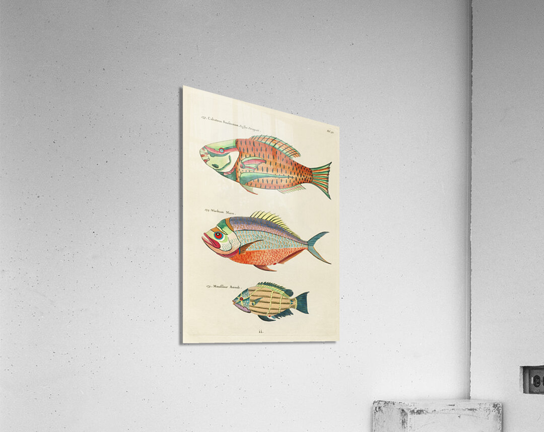 Colourful and surreal illustrations of fishes found in Moluccas Indonesia and the East Indies by Louis Renard 1678 -1746 from Histoire naturelle des plus rares curiositez de la mer des Indes 1754. Acrylic Print