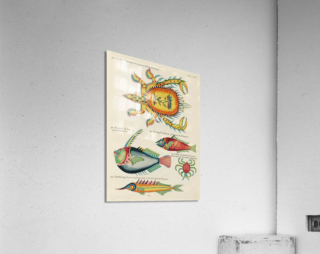 Colourful and surreal illustrations of fishes and lobster found in Moluccas Indonesia and the East Indies by Louis Renard 1678 -1746 from Histoire naturelle des plus rares curiositez de la mer des Indes 1754. Acrylic Print