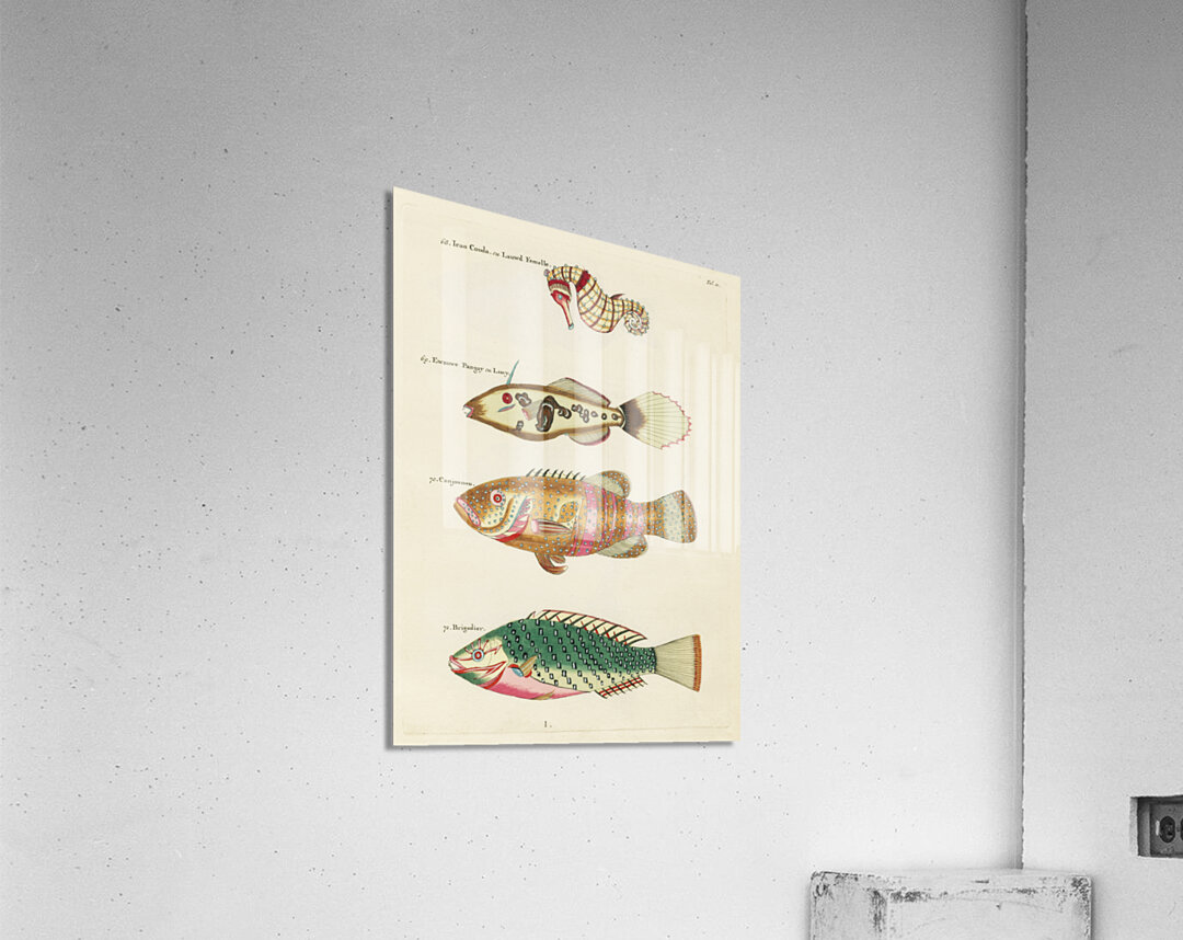 Colourful and surreal illustrations of fishes and sea horse found in Moluccas Indonesia and the East Indies by Louis Renard 1678 -1746 from Histoire naturelle des plus rares curiositez de la mer des Indes 1754. Acrylic Print