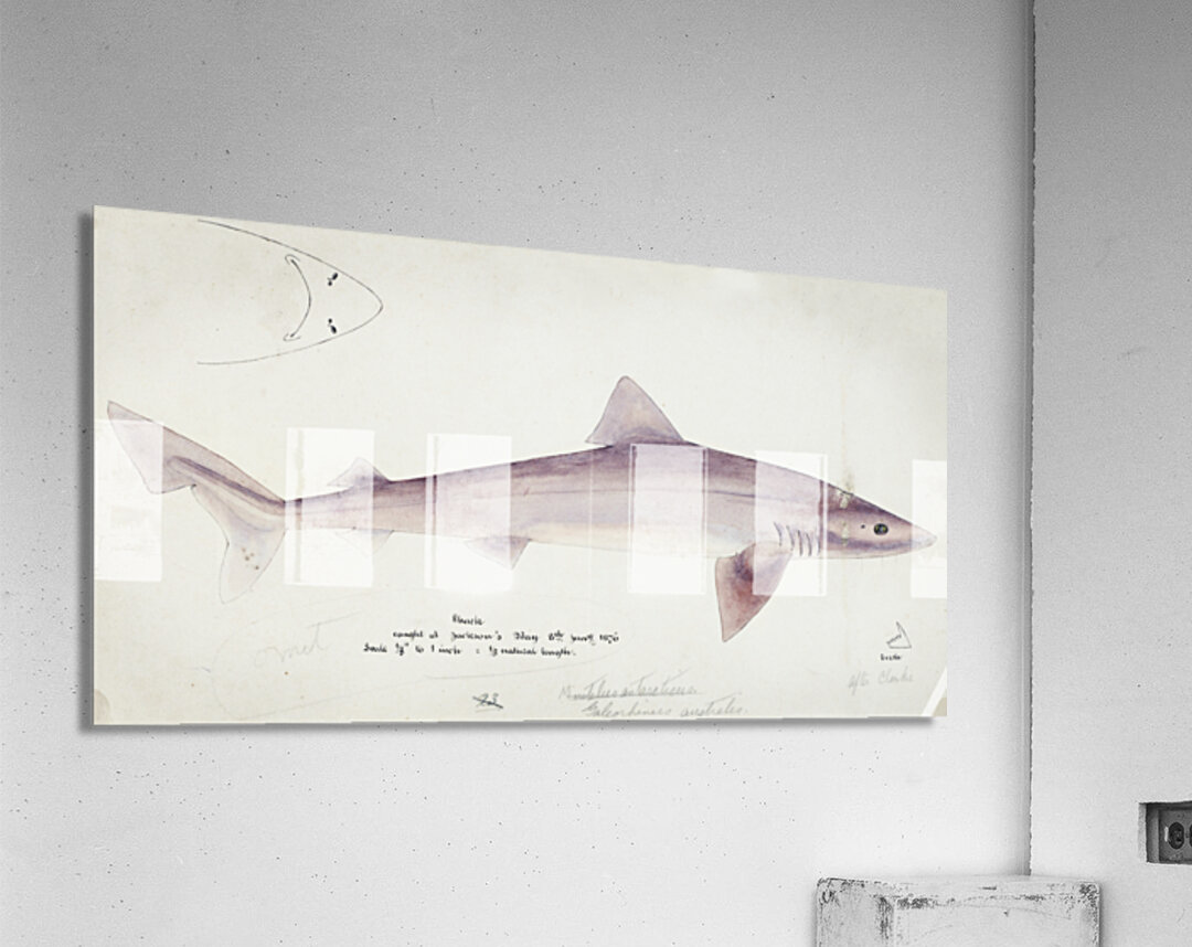 Antique fish myxus elongatus sand mullet South Pacific Fishes by Frank Edward Clarke 1849-1899.  Acrylic Print