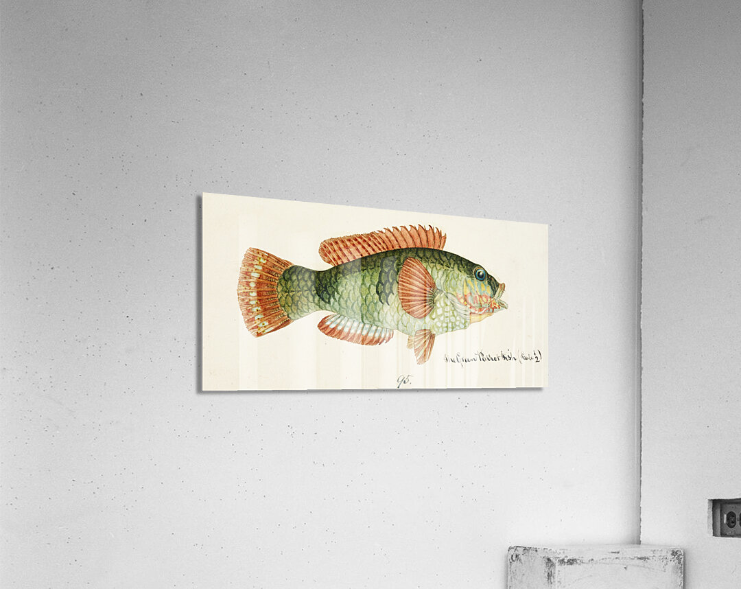 Antique fish Labrida South Pacific Fishes by Frank Edward Clarke 1849-1899.  Acrylic Print