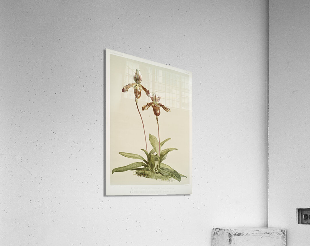 Cypripedium hybridum laucheanum cypripedium hybridum eyermanianum from Reichenbachia Orchids 1888-1894 illustrated by Frederick Sander 1847-1920.  Acrylic Print