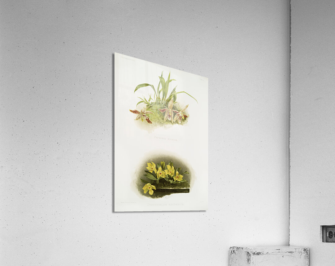 Paphinia rugosa Zygopetalum xanthinum from Reichenbachia Orchids 1888-1894 illustrated by Frederick Sander 1847-1920.  Acrylic Print