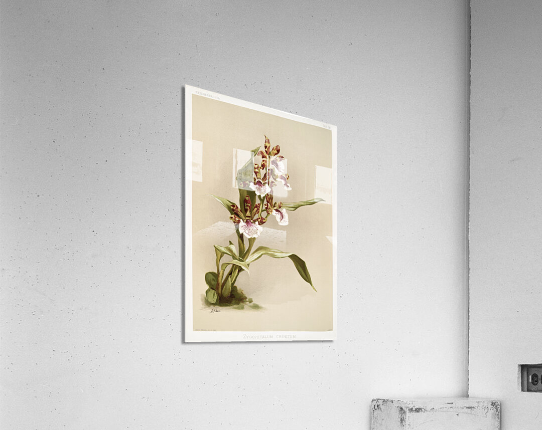 Zygopetalum crinitum from Reichenbachia Orchids 1888-1894 illustrated by Frederick Sander 1847-1920.  Acrylic Print