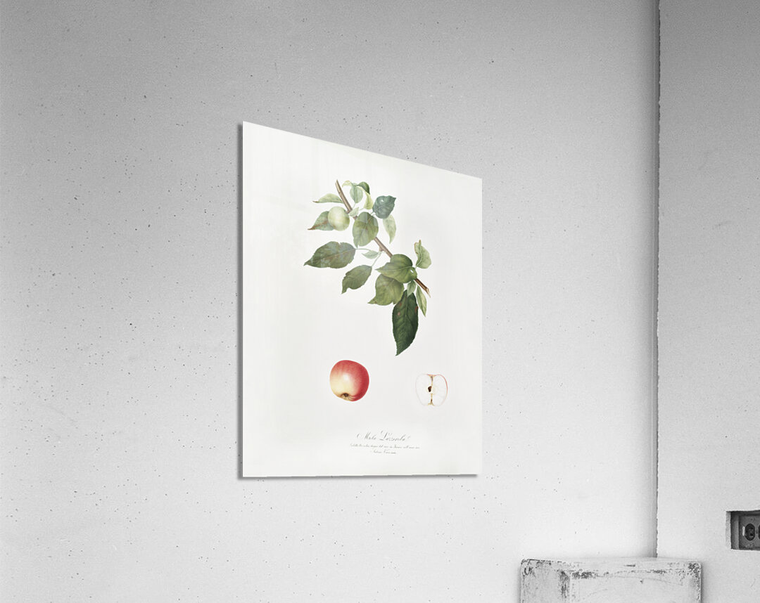 Apple Malus pumila from Pomona Italiana 1817 - 1839 by Giorgio Gallesio 1772-1839.  Acrylic Print