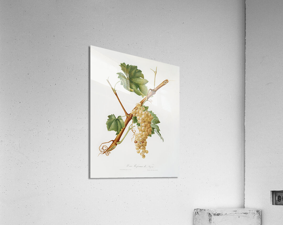 Vermentino grapes Vitis ligustica feracissima from Pomona Italiana 1817 - 1839 by Giorgio Gallesio 1772-1839.  Acrylic Print