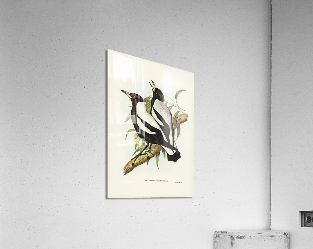 Tasmanian Crow-Shrike Gymnorhina organicum illustrated by Elizabeth Gould 1804–1841 for John Gould’s 1804-1881 Birds of Australia  Acrylic Print