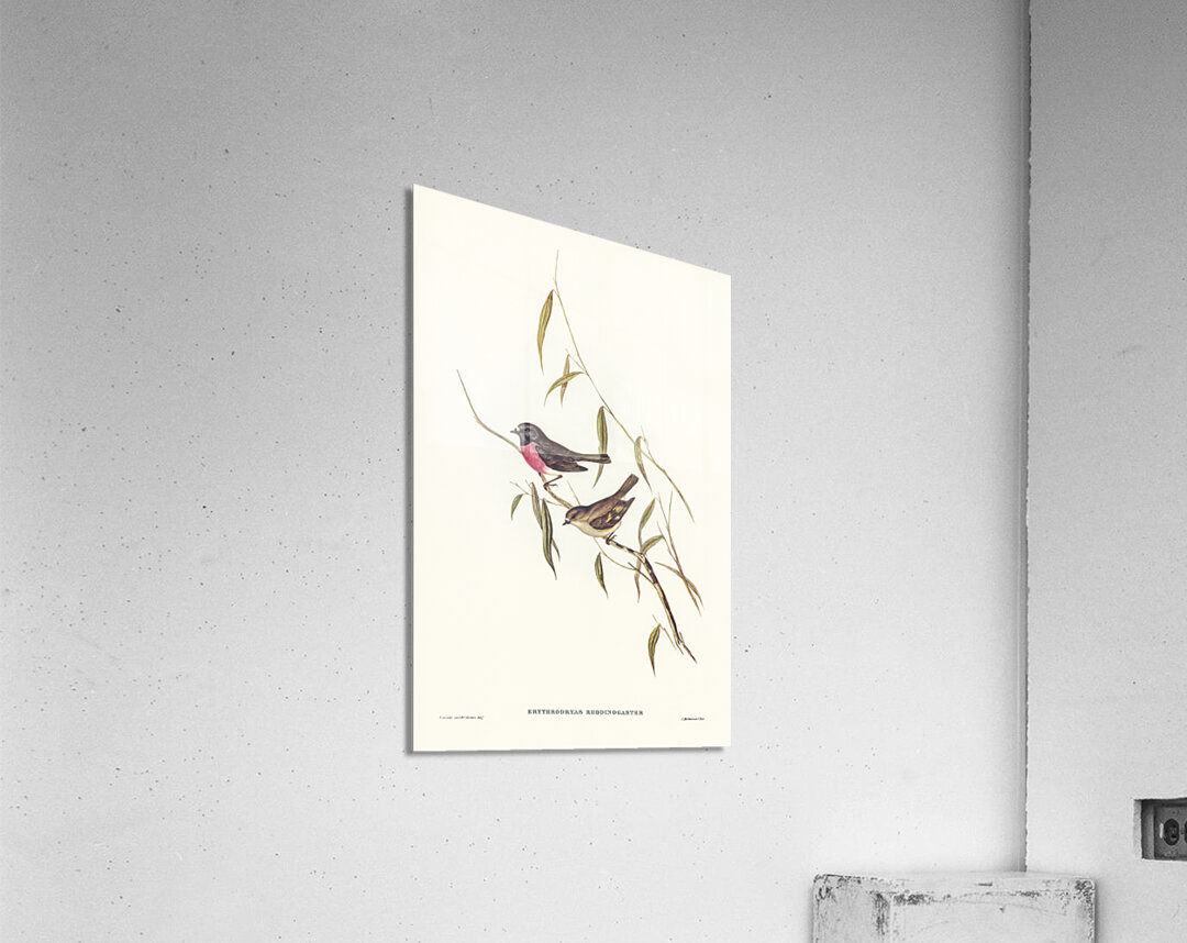 Pink-breasted Wood-robin Erythrodryas rhodinogaster illustrated by Elizabeth Gould 1804–1841 for John Gould’s 1804-1881 Birds of Australia  Acrylic Print