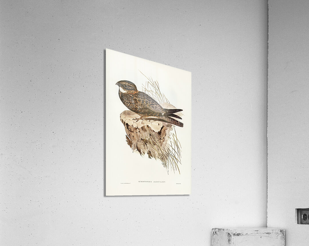 White-throated Goat-sucker Eurostopodus albogularis illustrated by Elizabeth Gould 1804–1841 for John Gould’s 1804-1881 Birds of Australia  Acrylic Print