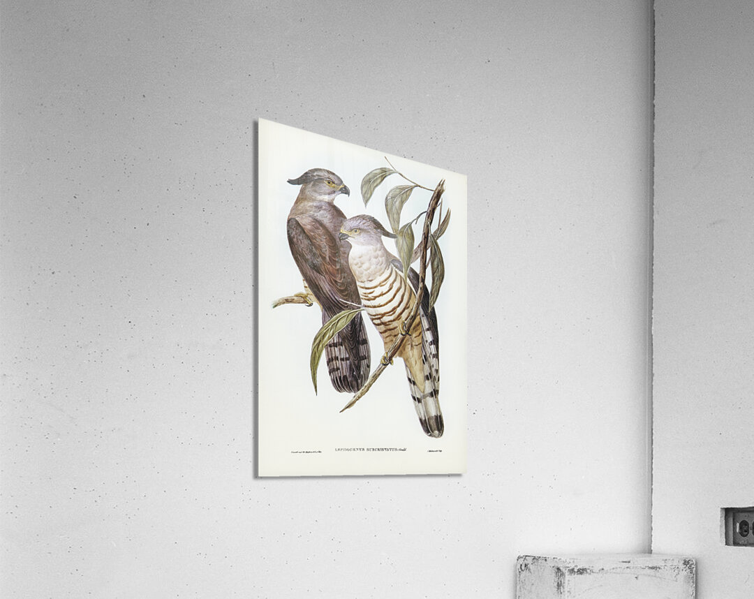 Crested Hawk Lepidogenys subcristatus illustrated by Elizabeth Gould 1804–1841 for John Gould’s 1804-1881 Birds of Australia  Acrylic Print