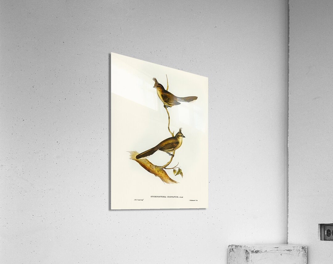 Crested Wedge-bill Sphenostoma cristata illustrated by Elizabeth Gould 1804–1841 for John Gould’s 1804-1881 Birds of Australia  Acrylic Print