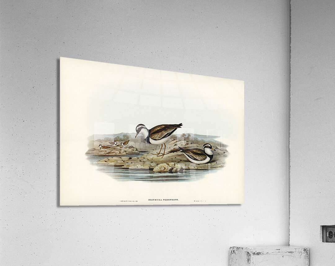 Black-fronted Dottrel Hiaticula nigrifrons illustrated by Elizabeth Gould 1804–1841 for John Gould’s 1804-1881 Birds of Australia  Acrylic Print