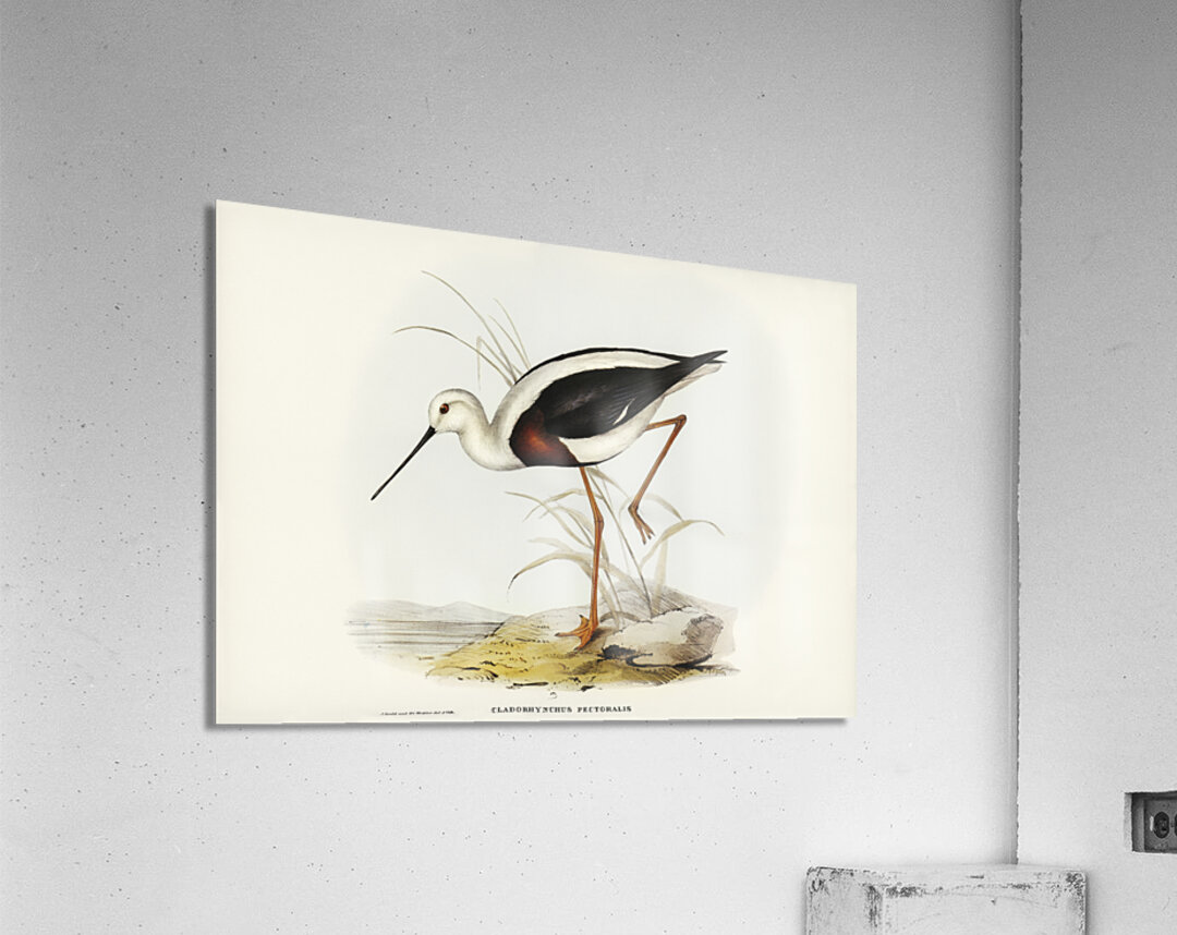Banded Stilt Chladorhynchus pectoralis illustrated by Elizabeth Gould 1804–1841 for John Gould’s 1804-1881 Birds of Australia  Acrylic Print