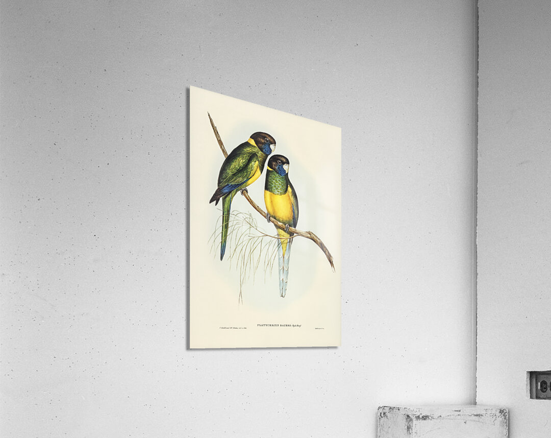 Bauers Parrakeet Platycercus Bauerii illustrated by Elizabeth Gould 1804–1841 for John Gould’s 1804-1881 Birds of Australia  Acrylic Print