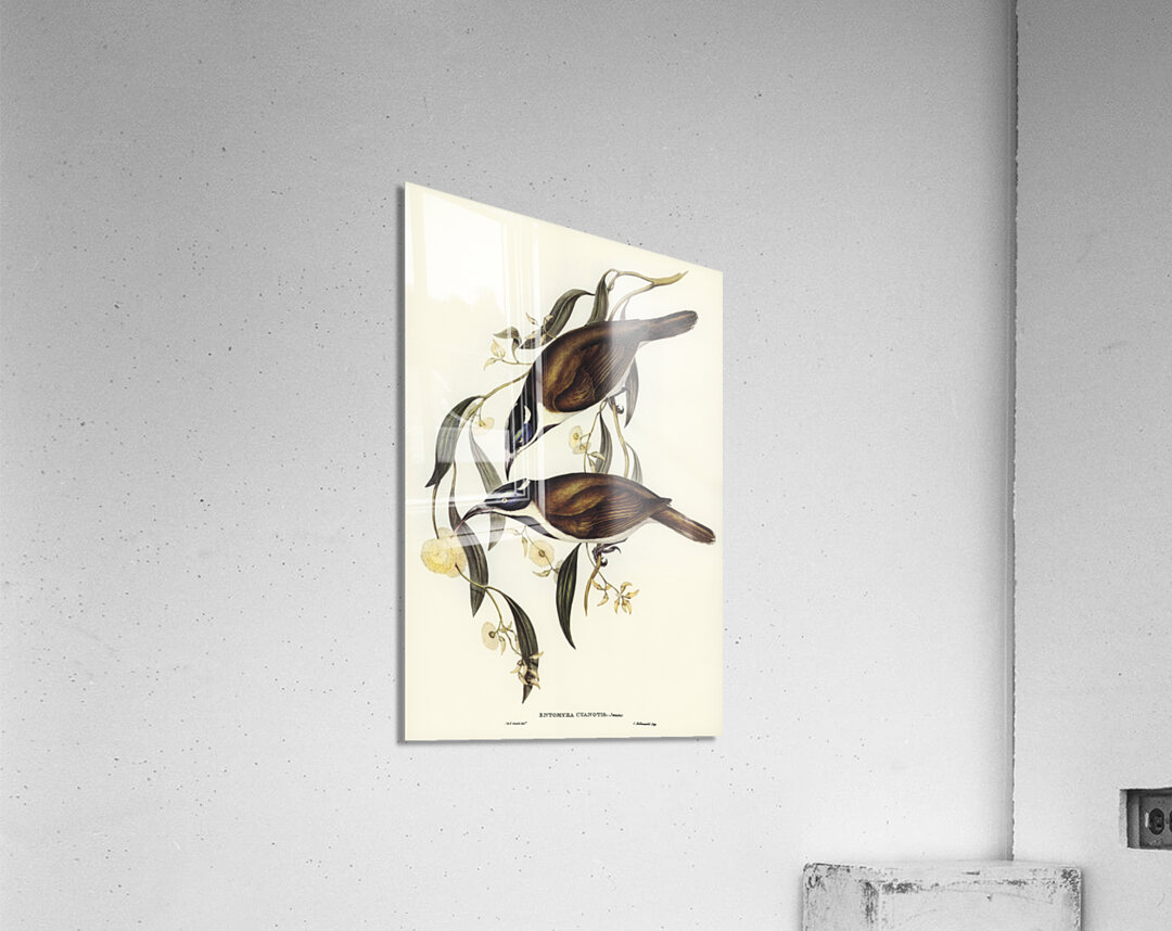 Blue-faced Entomyza Entomyza cyanotis illustrated by Elizabeth Gould 1804–1841 for John Gould’s 1804-1881 Birds of Australia  Acrylic Print