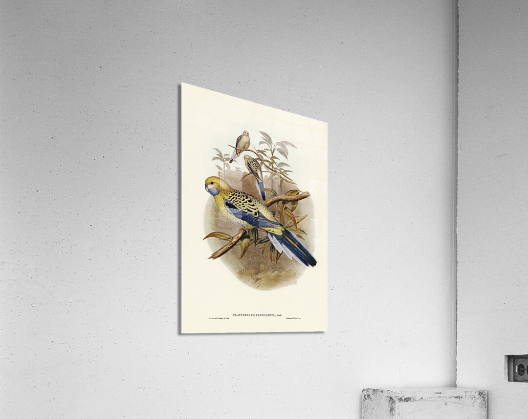 Blue-cheeked Parakeet Platycercus cyanogenys illustrated by Elizabeth Gould 1804–1841 for John Gould’s 1804-1881 Birds of Australia  Acrylic Print