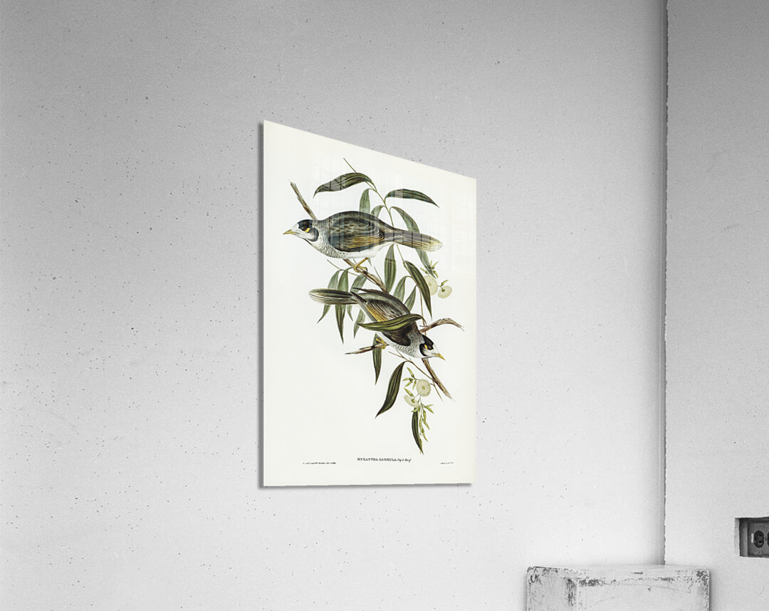 Garrulous Honey-eater Myzantha garrula illustrated by Elizabeth Gould 1804–1841 for John Gould’s 1804-1881 Birds of Australia  Acrylic Print