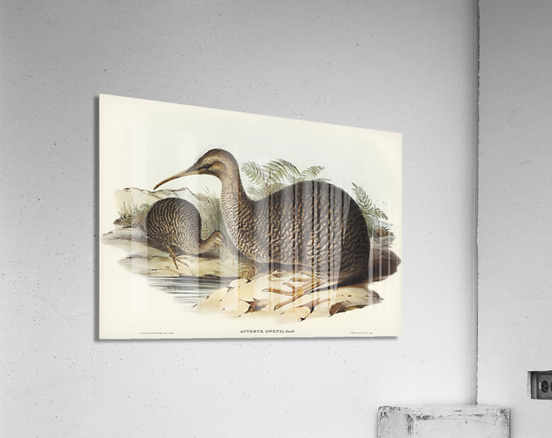 Little spotted kiwi or Little gray kiwi Apteryx Owenii illustrated by Elizabeth Gould 1804–1841 for John Gould’s 1804-1881 Birds of Australia  Acrylic Print