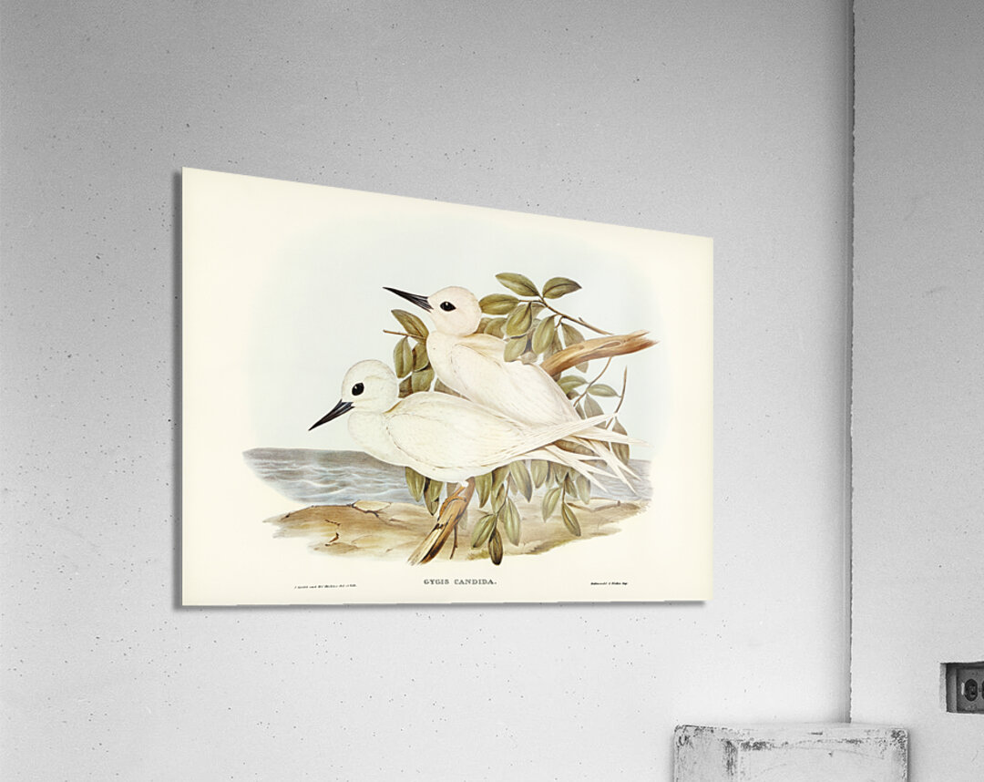 White Tern Gygis candida illustrated by Elizabeth Gould 1804–1841 for John Gould’s 1804-1881 Birds of Australia  Acrylic Print