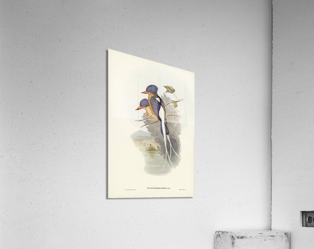 White-tailed Tanysiptera Tanysiptera Sylvia illustrated by Elizabeth Gould 1804–1841 for John Gould’s 1804-1881 Birds of Australia  Acrylic Print