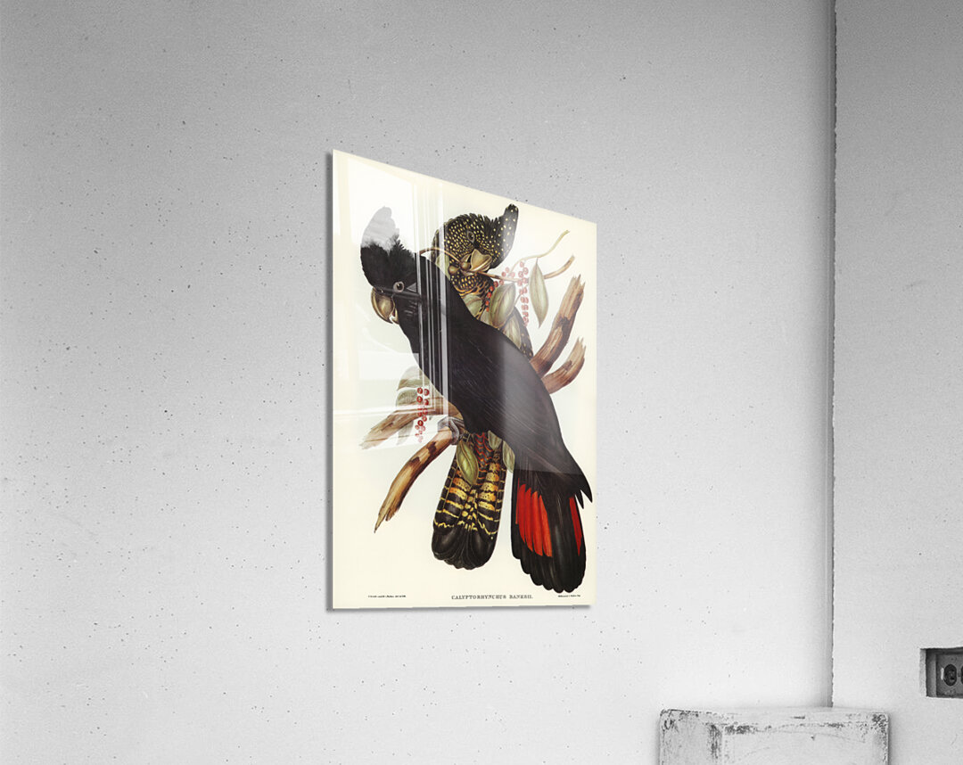 Banksian Cockatoo Calyptorhynchus Banksii illustrated by Elizabeth Gould 1804–1841 for John Gould’s 1804-1881 Birds of Australia  Acrylic Print