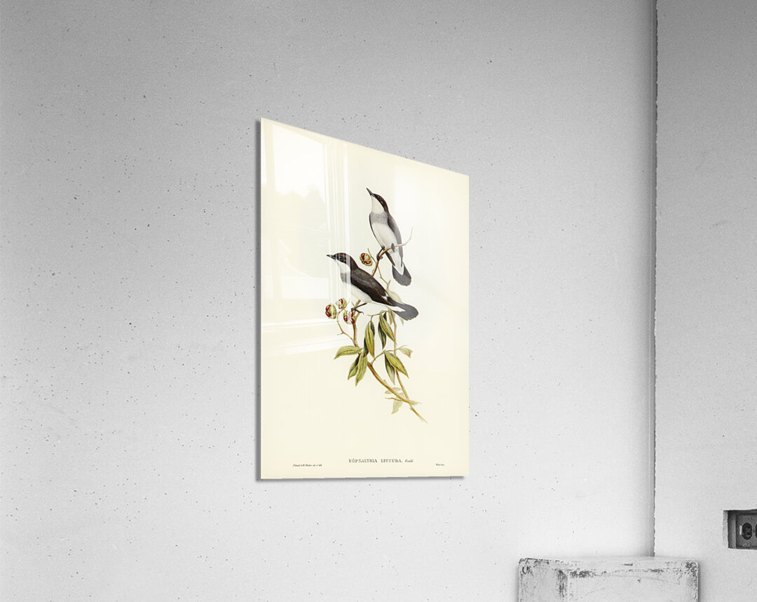 Rawnsleys Bower-bird Ptilonorhynchus Rawnsleyi illustrated by Elizabeth Gould 1804–1841 for John Gould’s 1804-1881 Birds of Australia  Acrylic Print