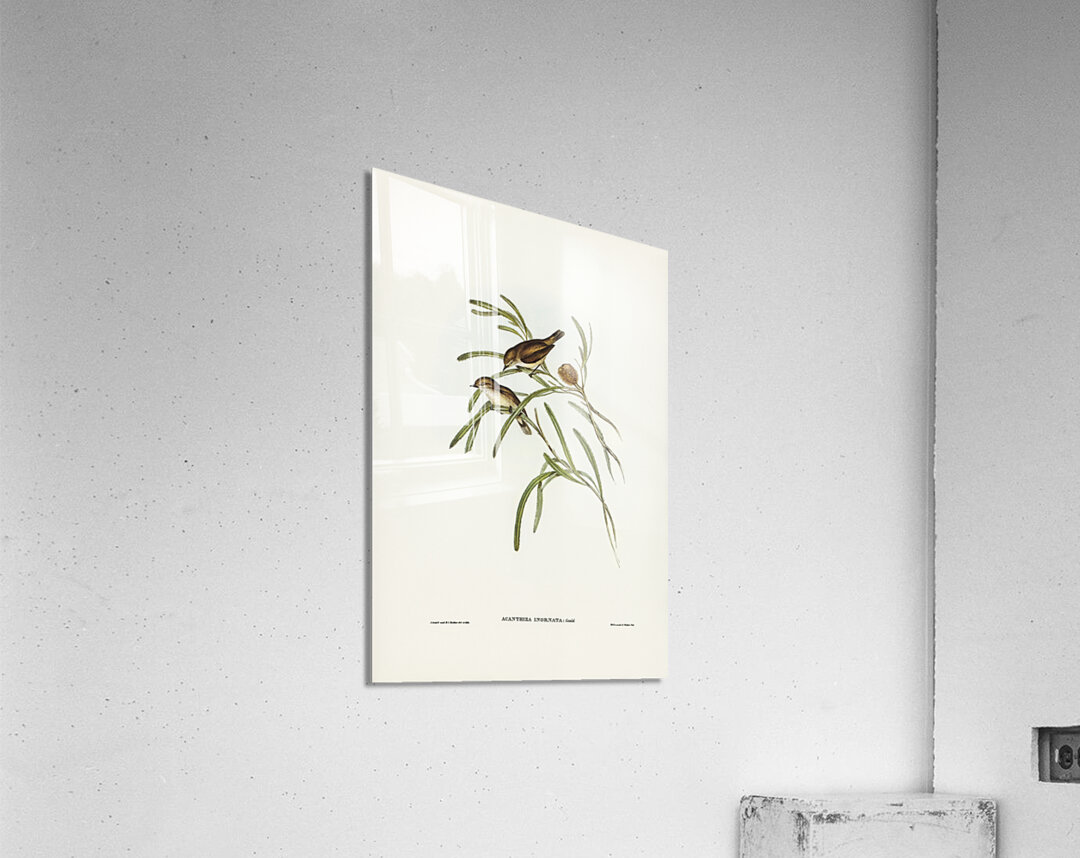 Plain-coloured Acanthiza Acanthiza inornata illustrated by Elizabeth Gould 1804–1841 for John Gould’s 1804-1881 Birds of Australia  Acrylic Print